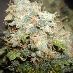 Power Plant marijuana strain