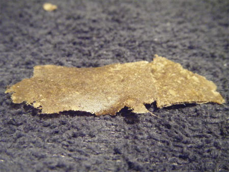 pressed marijuana hash