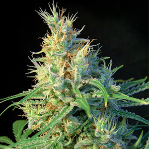 Psicodelicia marijuana strain