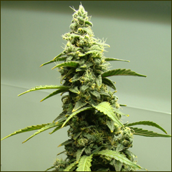 Read more about the article Pure Skunk #1