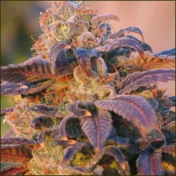 Purple Haze marijuana strain