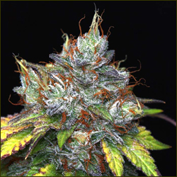 Read more about the article Purple Kush