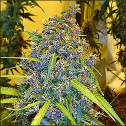Purple Power marijuana strain