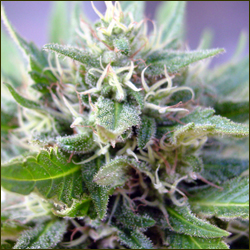 Purple Skunk Dutch Treat marijuana strain
