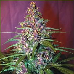 Purple Voodoo marijuana strain