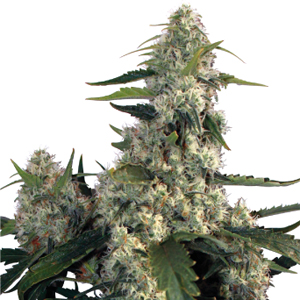 Quasar marijuana strain