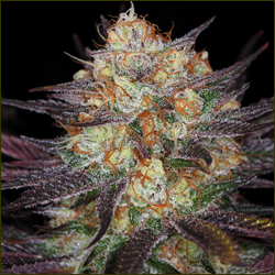 Querkle marijuana strain