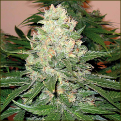 Rocklock marijuana strain