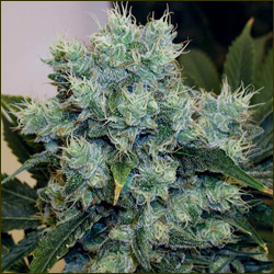 Rockstar marijuana strain