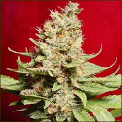 Rox marijuana strain