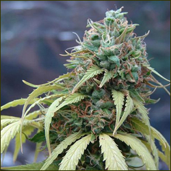 Sadhu marijuana strain