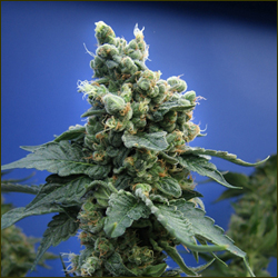 Sage 'n Sour marijuana strain