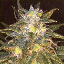 Sapphire Star marijuana strain