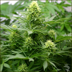 Read more about the article Sativa Spirit
