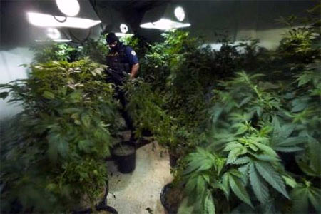 marijuana grow indoor security
