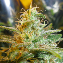 Sensi Star marijuana strain