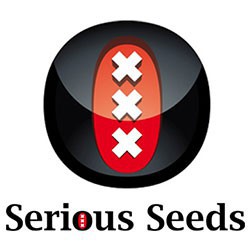 Read more about the article Serious Seeds