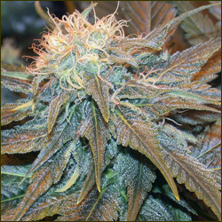 Shark Shock marijuana strain