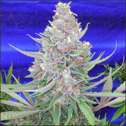 Shiesel marijuana strain