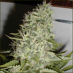 Shiva marijuana strain