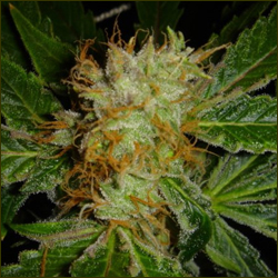 Shiva Skunk marijuana strain