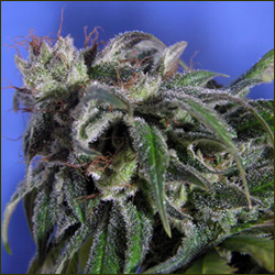 Silver Blue marijuana strain