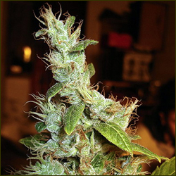 Read more about the article Silver Haze