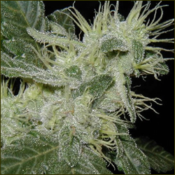 Silver Pearl marijuana strain