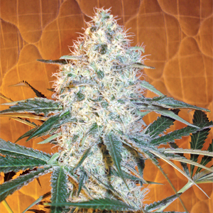Simbay Moon marijuana strain