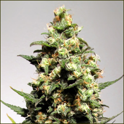 Read more about the article Skunk Haze