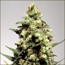 Skunk Haze marijuana strain