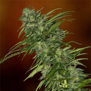 Read more about the article Skunk #1