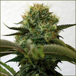 Skydog marijuana strain