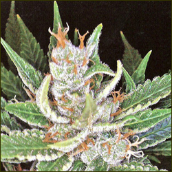 Sleestack marijuana strain