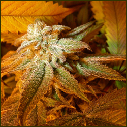 Slyder marijuana strain