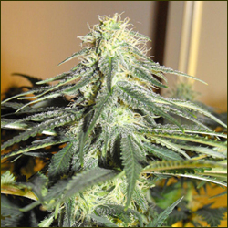 Snow White marijuana strain