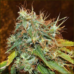 Soma A+ marijuana strain