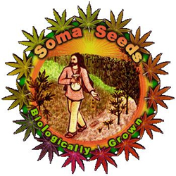 Soma Seeds logo