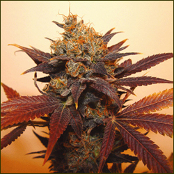 Somango marijuana strain