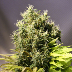 Somaui marijuana strain