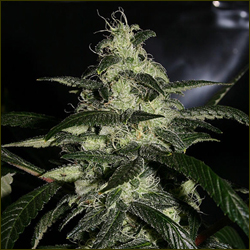 Somini marijuana strain