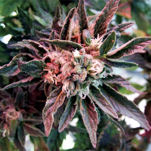 Sonoma Sunrise marijuana strain