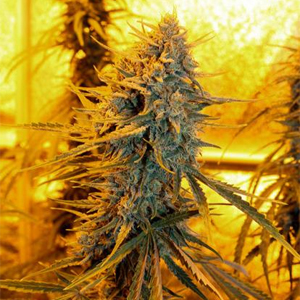Sour Amnesia marijuana strain