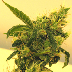 Read more about the article Sour Diesel