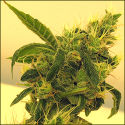 Sour Diesel marijuana strain