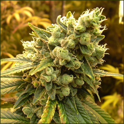 Sour Diesel IBL marijuana strain