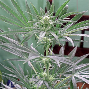 South African Landrace marijuana strain