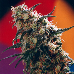 Special Haze marijuana strain