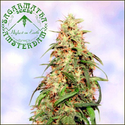 Special K marijuana strain