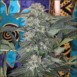 Speed Queen marijuana strain